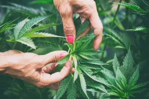 Cannabis Culture 2023